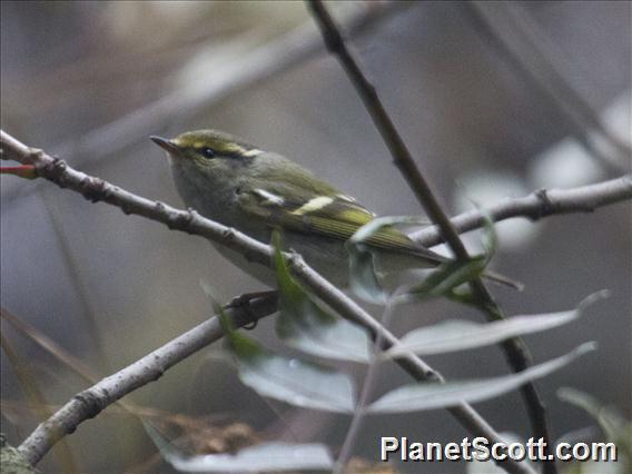 Yellow-browed Warbler (Phylloscopus inornatus)