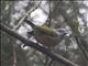 Blyths Shrike-Babbler (Pteruthius aeralatus) - Female