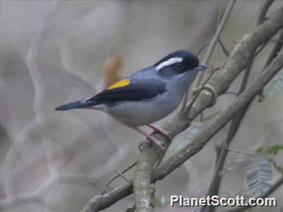 White-browed Shrike-Babbler (Pteruthius aeralatus)