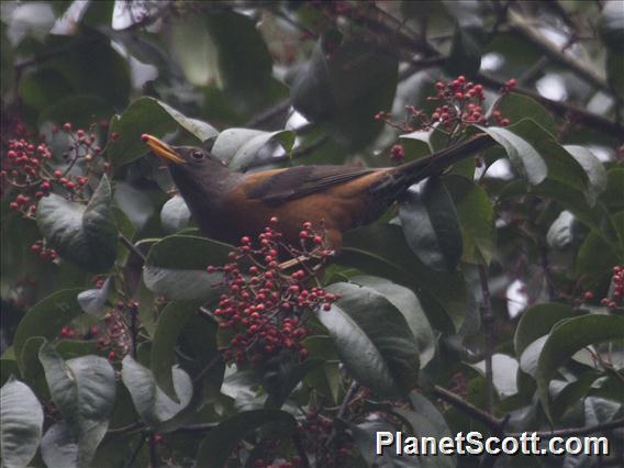 Chestnut Thrush (Turdus rubrocanus)