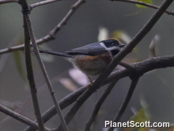 Black-throated Tit (Aegithalos concinnus)