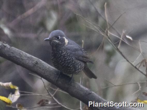 Chestnut-bellied Rock-Thrush (Monticola rufiventris)