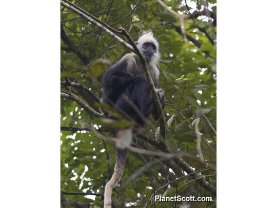 White-headed Lutung (Trachypithecus leucocephalus)