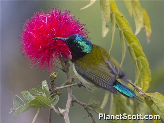 Fork-tailed Sunbird (Aethopyga christinae)