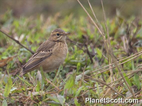 Paddyfield Pipit (Anthus rufulus)