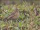 Oriental Pipit (Anthus rufulus)