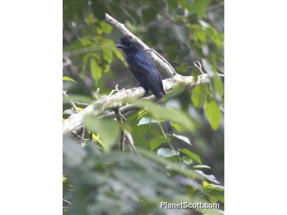 Greater Racket-tailed Drongo (Dicrurus paradiseus)