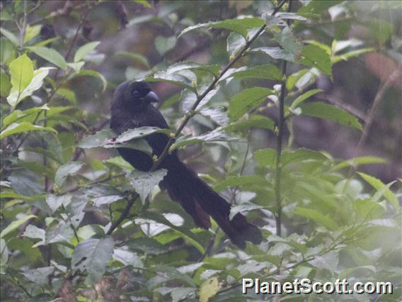 Racket-tailed Treepie (Crypsirina temia)