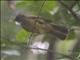 Puff-throated Bulbul (Alophoixus pallidus)