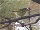 Yellow-browed Warbler (Phylloscopus inornatus)