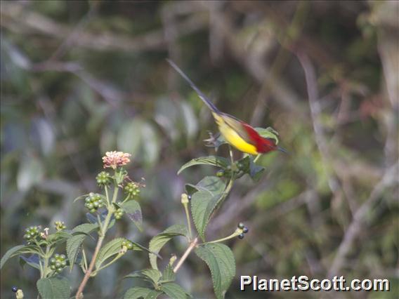 Gould's Sunbird (Aethopyga gouldiae)