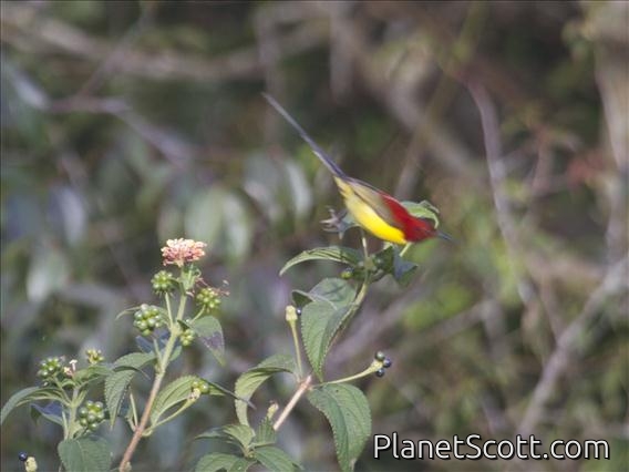 Mrs. Gould's Sunbird (Aethopyga gouldiae)