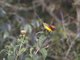 Mrs. Gould's Sunbird (Aethopyga gouldiae)