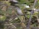 Mountain Bulbul (Ixos mcclellandii)