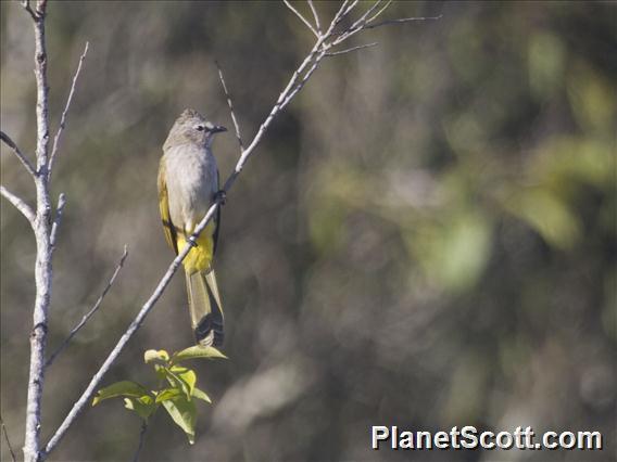 Flavescent Bulbul (Pycnonotus flavescens)