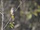 Flavescent Bulbul (Pycnonotus flavescens)