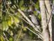 Ashy Bulbul (Hemixos flavala)