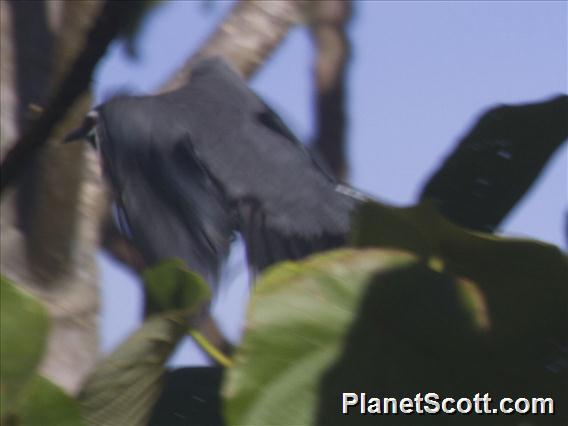 Black-hooded Laughingthrush (Garrulax milleti)