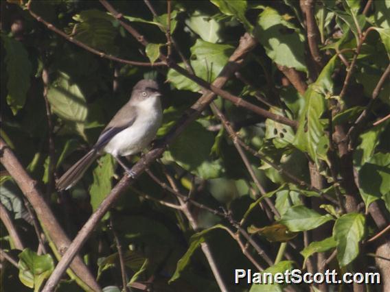 Blue-winged Minla (Actinodura cyanouroptera)