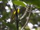 Gray-chinned Minivet (Pericrocotus solaris) - Female