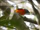 Gray-chinned Minivet (Pericrocotus solaris) - Male