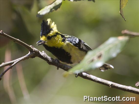 Yellow-cheeked Tit (Machlolophus spilonotus)