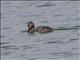 Little Grebe (Tachybaptus ruficollis)