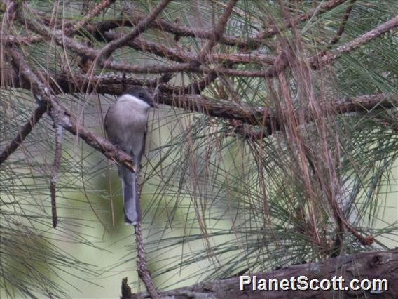 Bar-winged Flycatcher-shrike (Hemipus picatus)