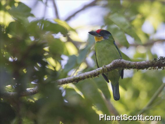 Necklaced Barbet (Psilopogon auricularis)