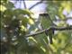 Necklaced Barbet (Psilopogon auricularis)