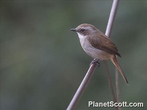 Gray Bushchat (Saxicola ferreus)