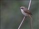 Gray Bushchat (Saxicola ferreus)