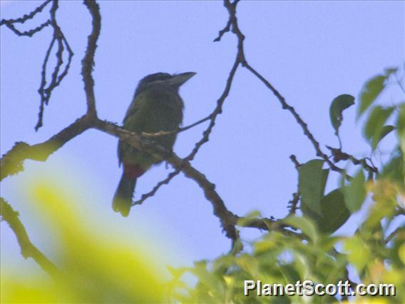 Red-vented Barbet (Psilopogon lagrandieri)