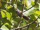 White-throated Fantail (Rhipidura albicollis)