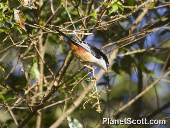 Rufous-backed Sibia (Leioptila annectens)