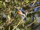 Rufous-backed Sibia (Minla annectens)