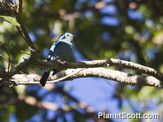 Verditer Flycatcher (Eumyias thalassinus)