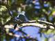 Verditer Flycatcher (Eumyias thalassinus)