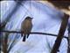 Taiga Flycatcher (Ficedula albicilla)