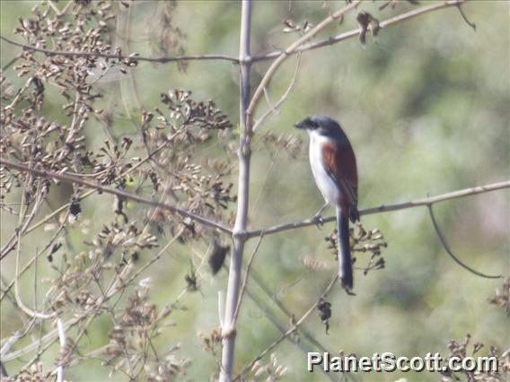 Burmese Shrike (Lanius collurioides)