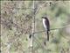 Burmese Shrike (Lanius collurioides)