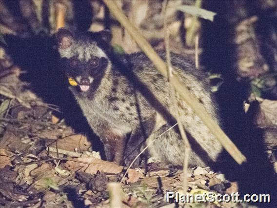 Asian Palm Civet (Paradoxurus hermaphroditus)