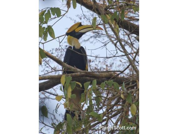 Great Hornbill (Buceros bicornis)