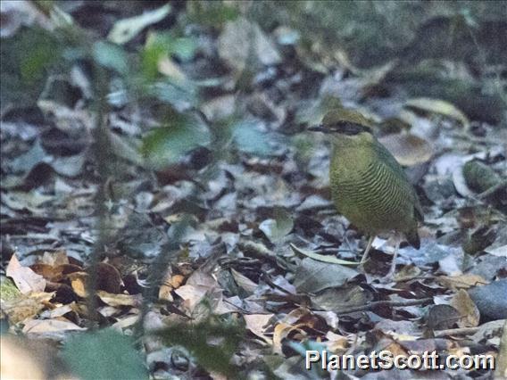 Bar-bellied Pitta (Hydrornis elliotii)