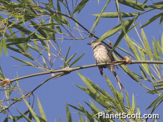 Ashy Minivet (Pericrocotus divaricatus)