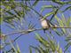 Ashy Minivet (Pericrocotus divaricatus)