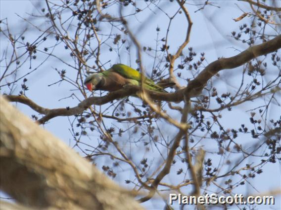 Red-breasted Parakeet (Psittacula alexandri)