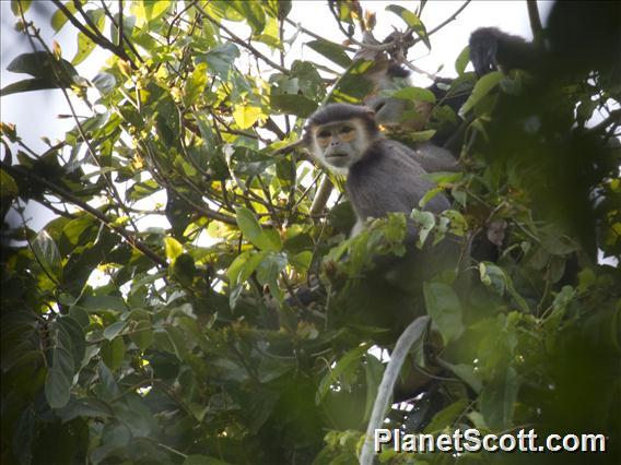 Black-shanked Douc Langur (Pygathrix nigripes)