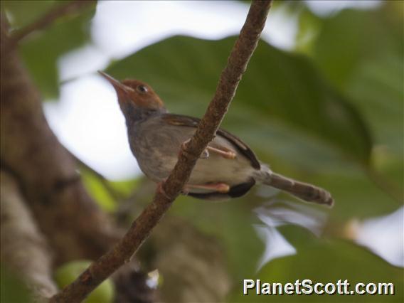 Ashy Tailorbird (Orthotomus ruficeps)