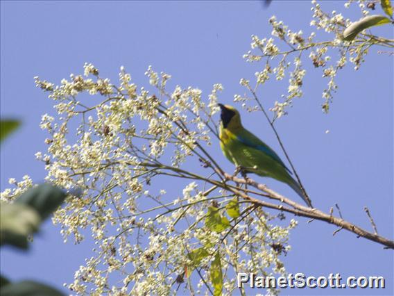 Blue-winged Leafbird (Chloropsis moluccensis)